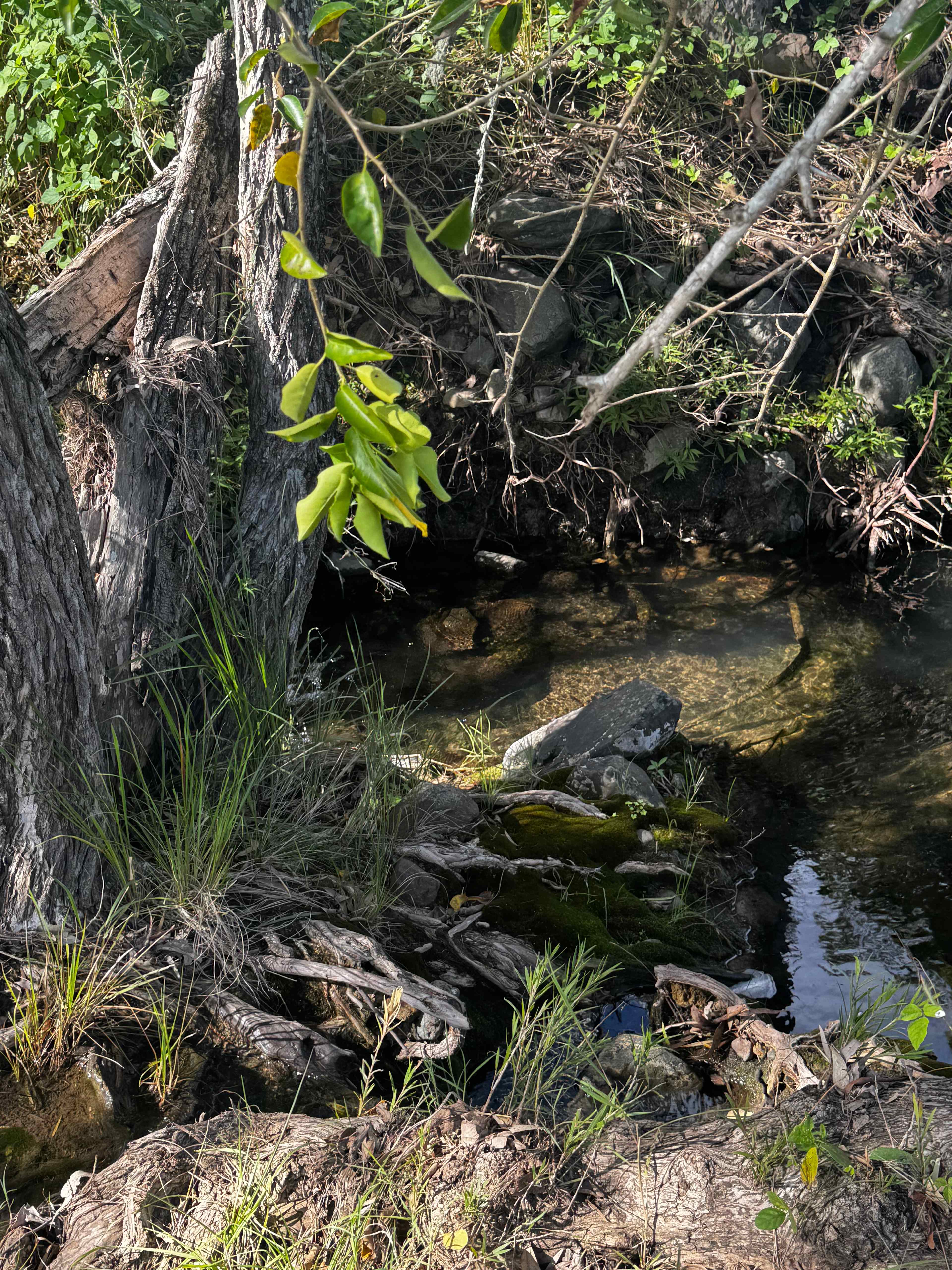 The creek was pretty. 