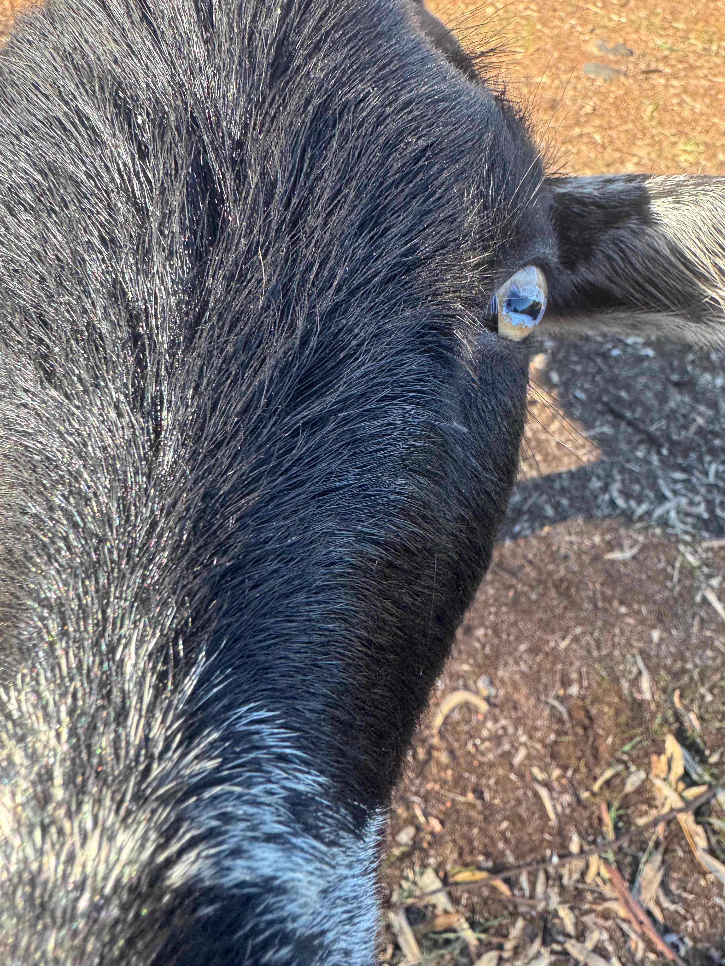 Sandalwood Downs  Farm Stay Toodyay