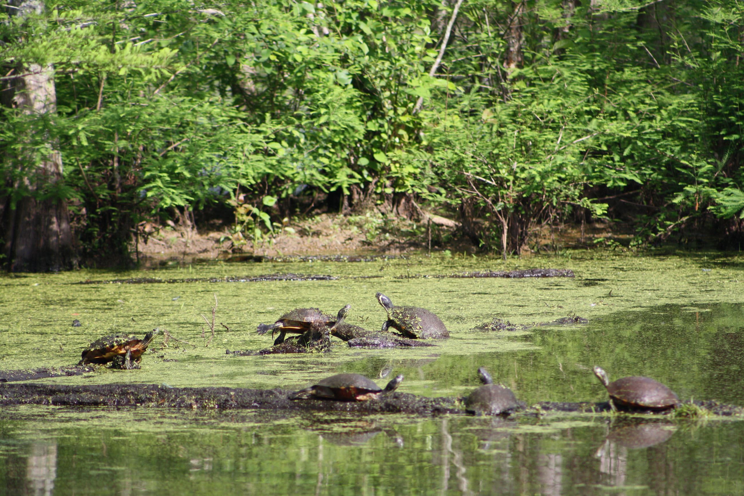 Neuseway Nature Park Campground