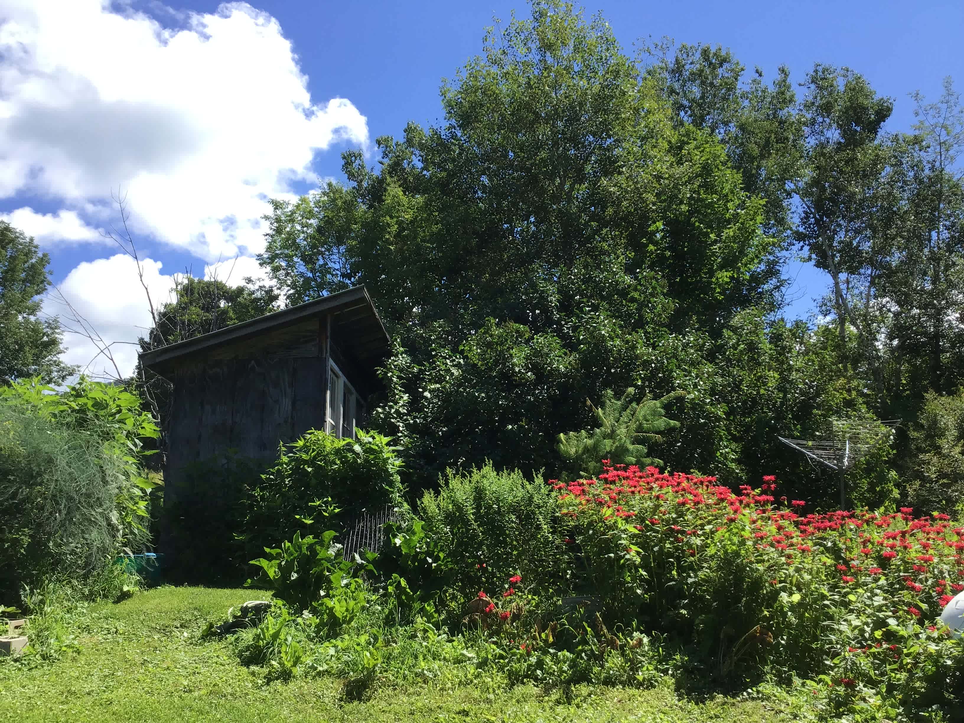 The outhouse in the bee balm patch
