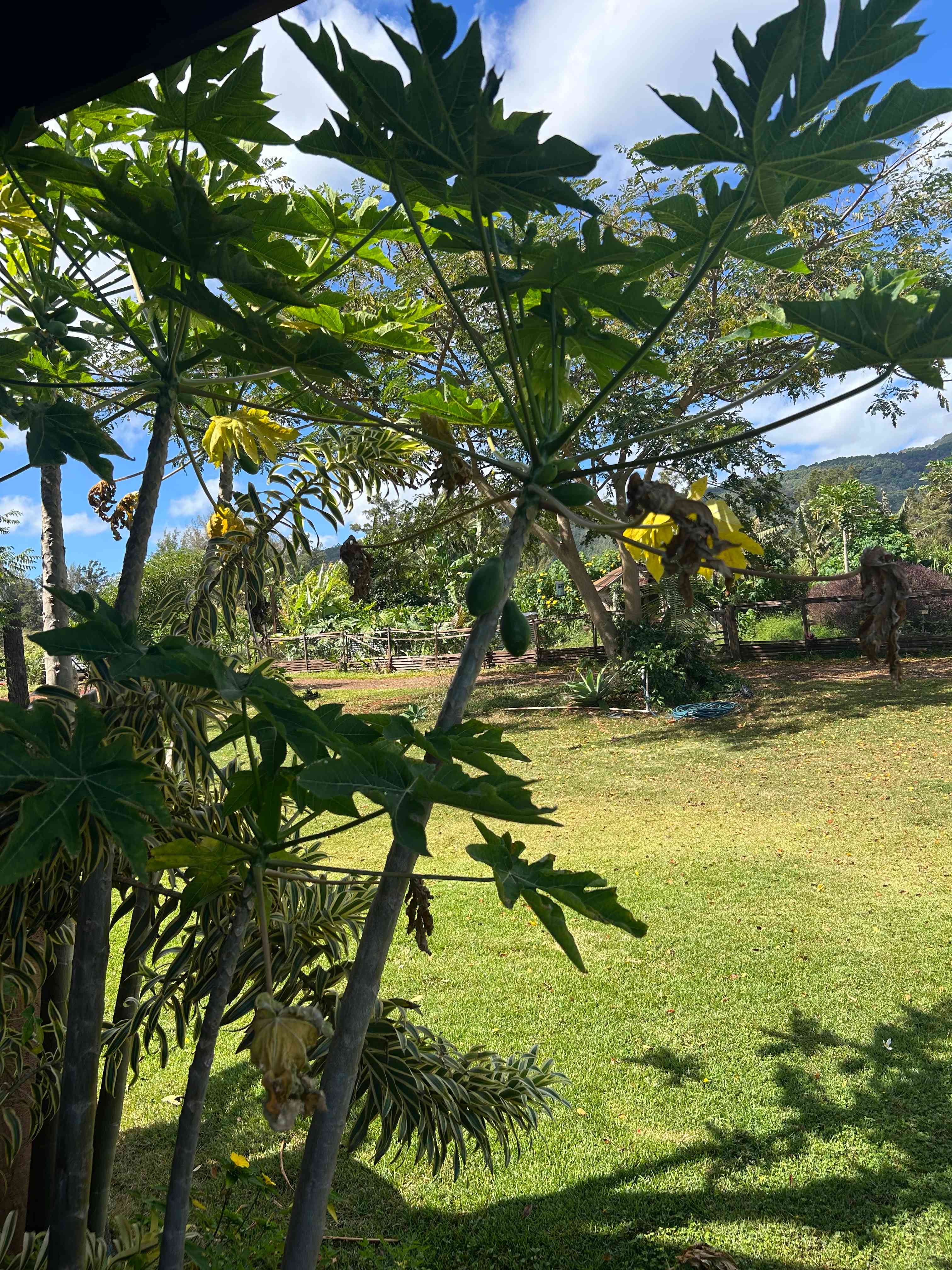 Living Circle Farms Hawaii