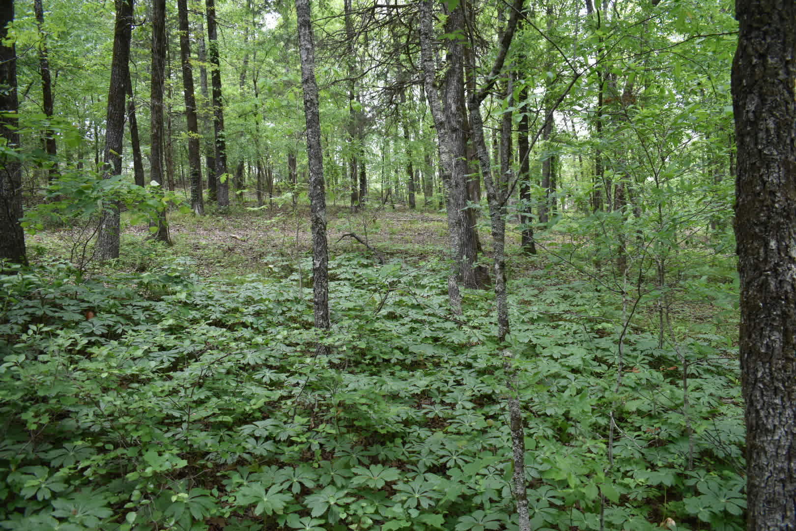 Pinnacle Springs Recreational Park