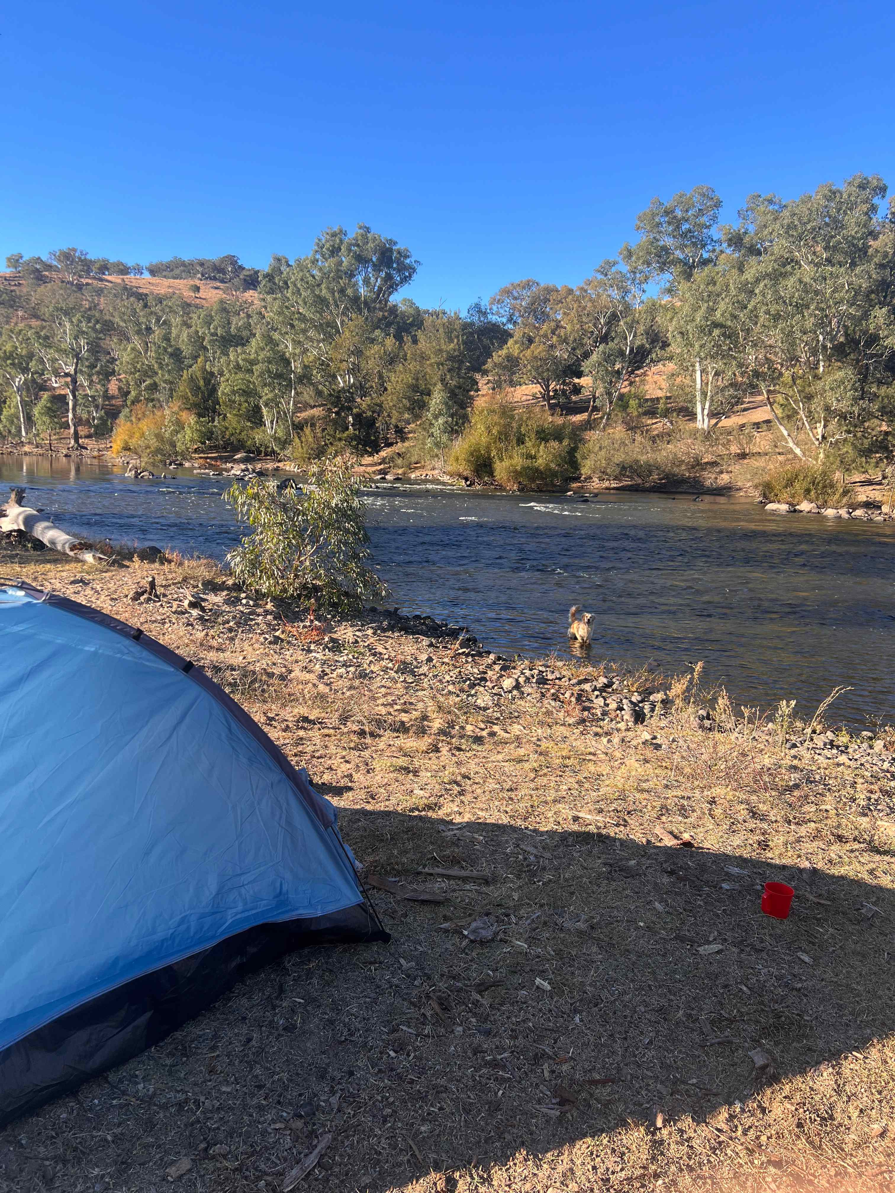 Jarabin on the Murrumbidgee