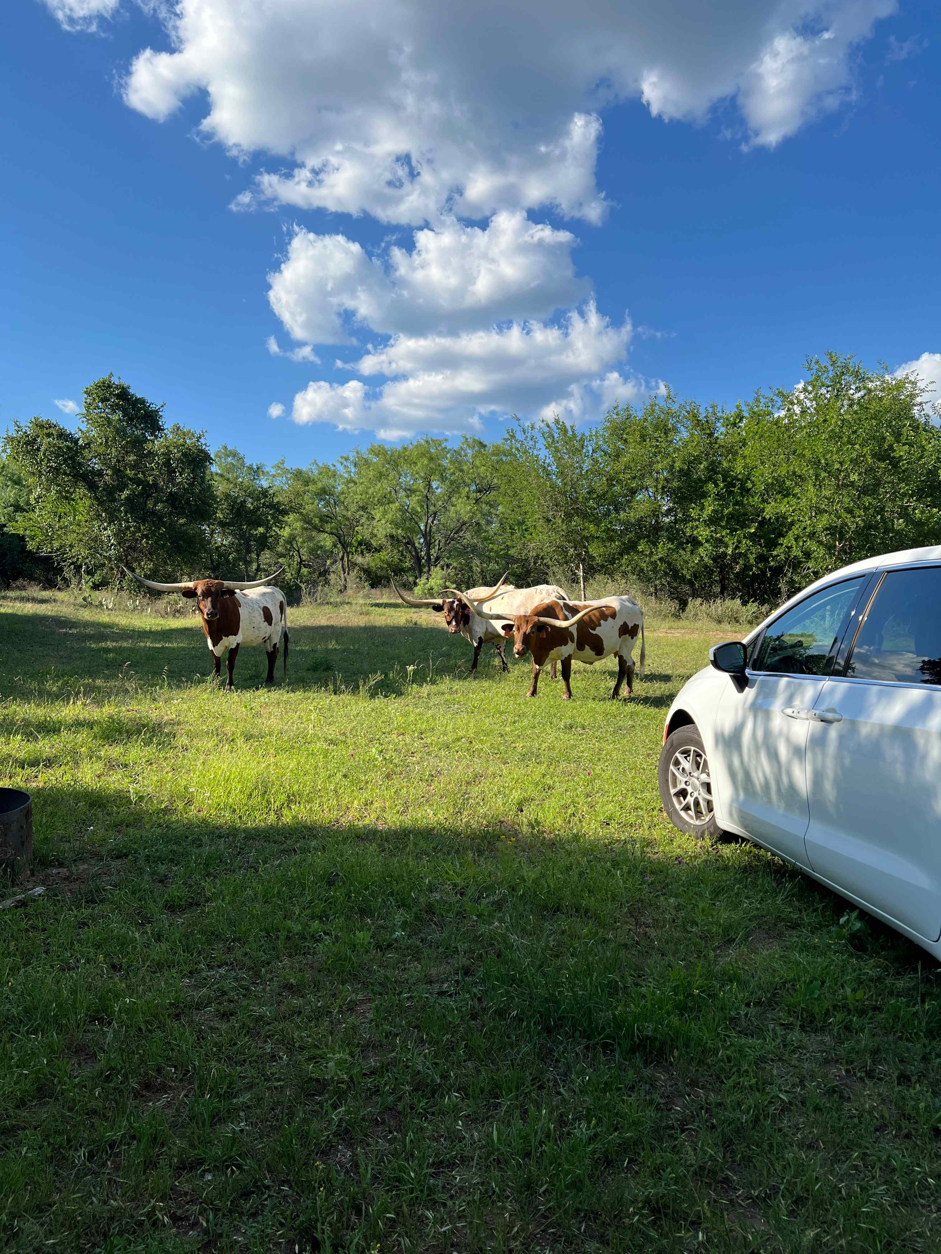 Down Horn Ranch