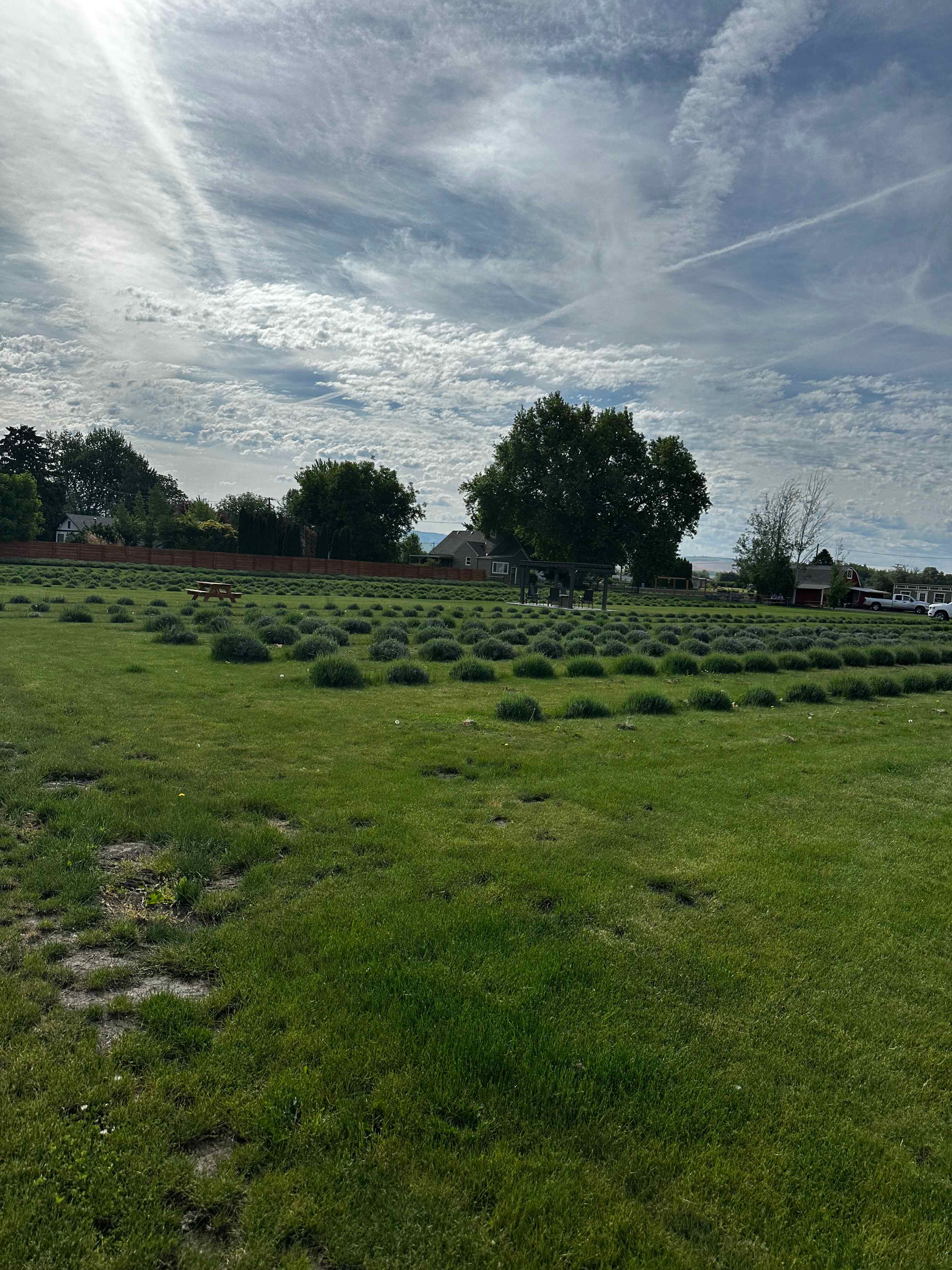Relaxing, Peaceful Lavender Farm