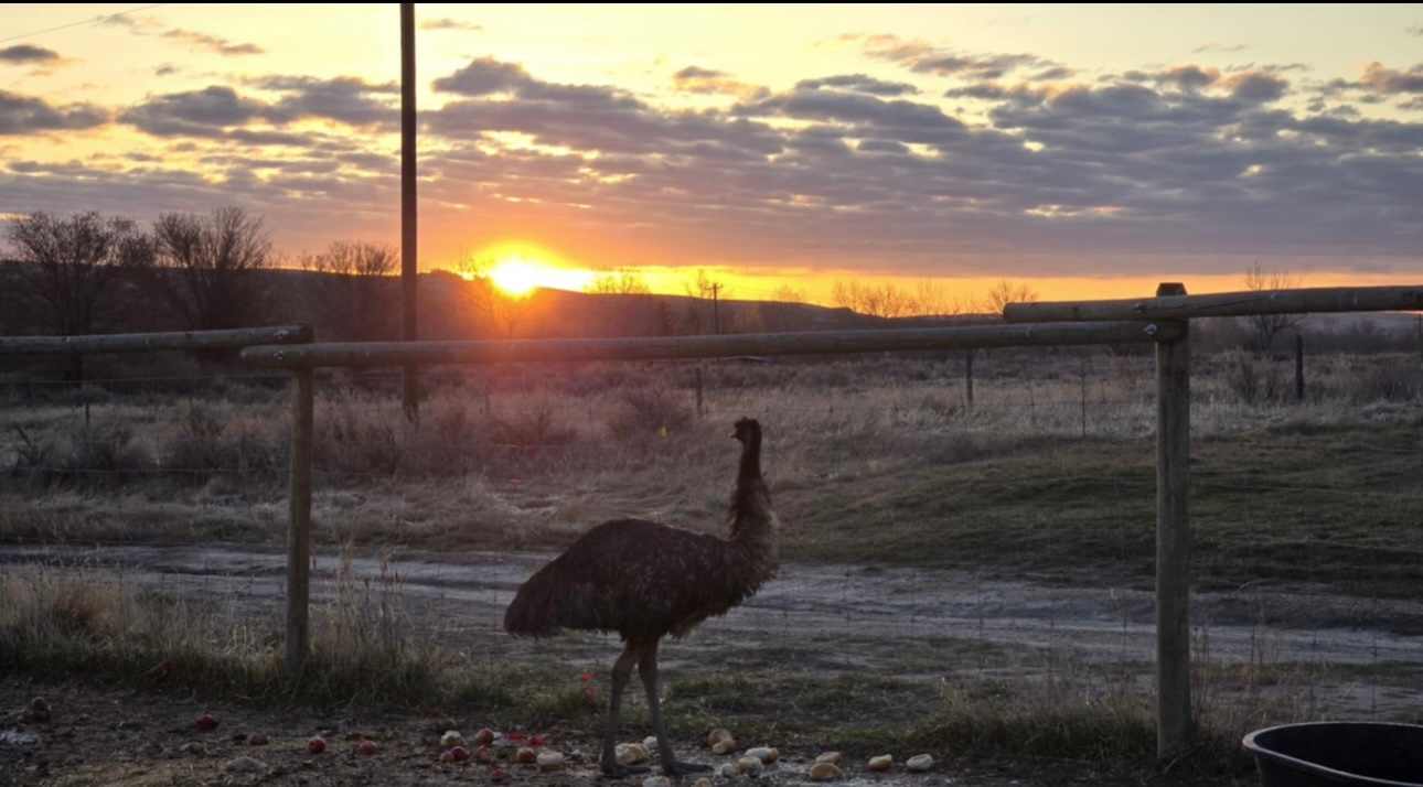 Raptor Valley Farm