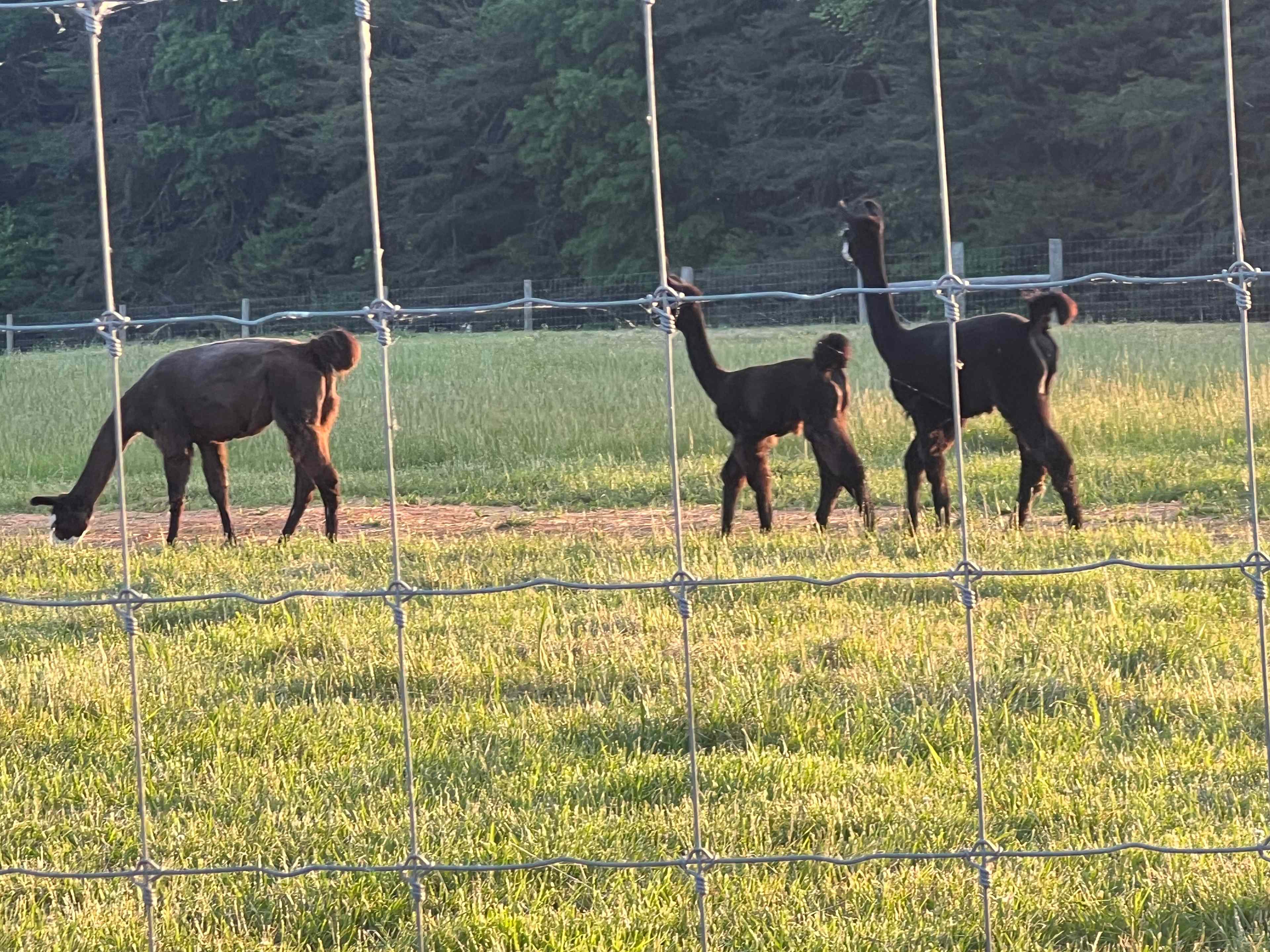 Farm & Zoo Campground