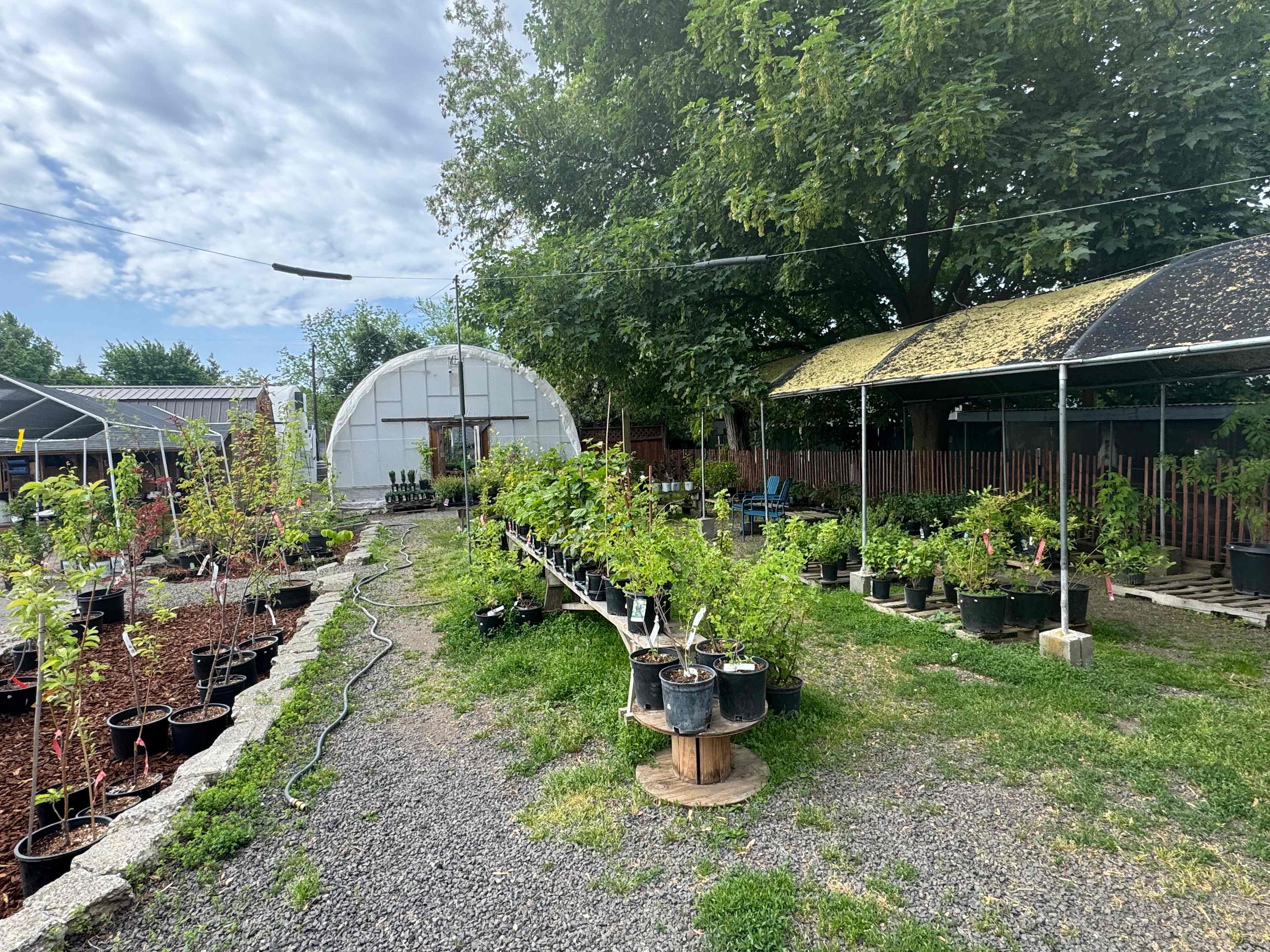 Sweet Dreams in the Garden