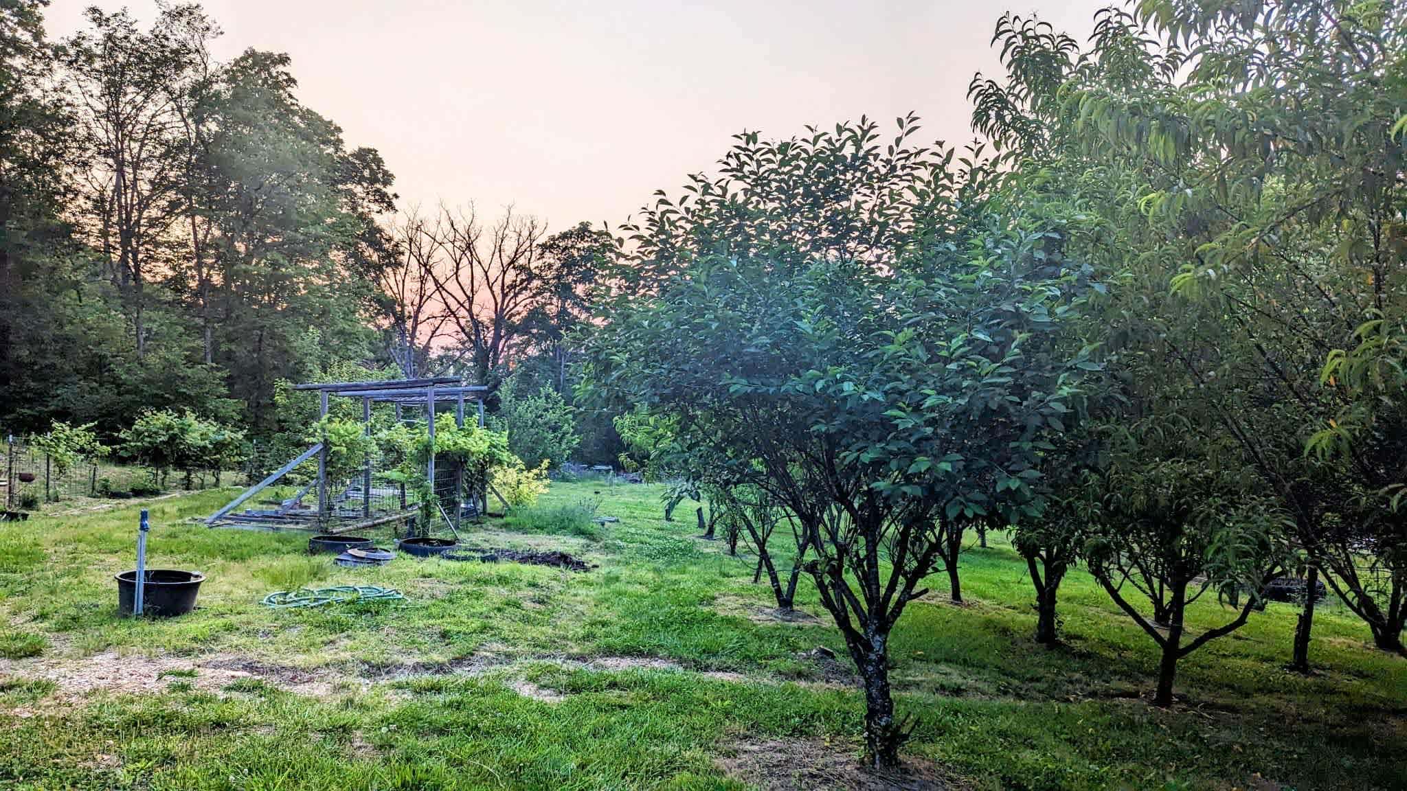 Izzos orchard