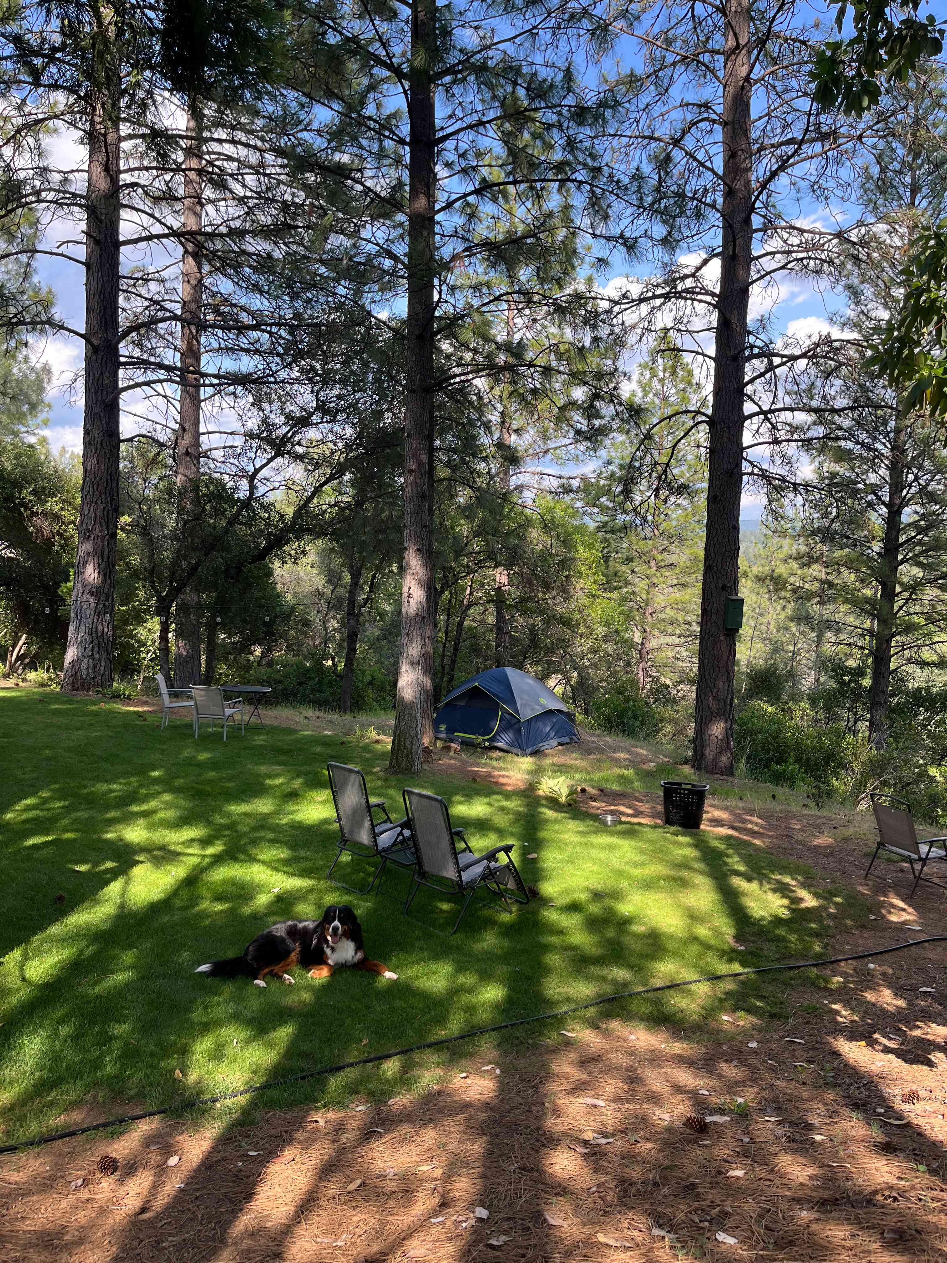 Peace in the Pines