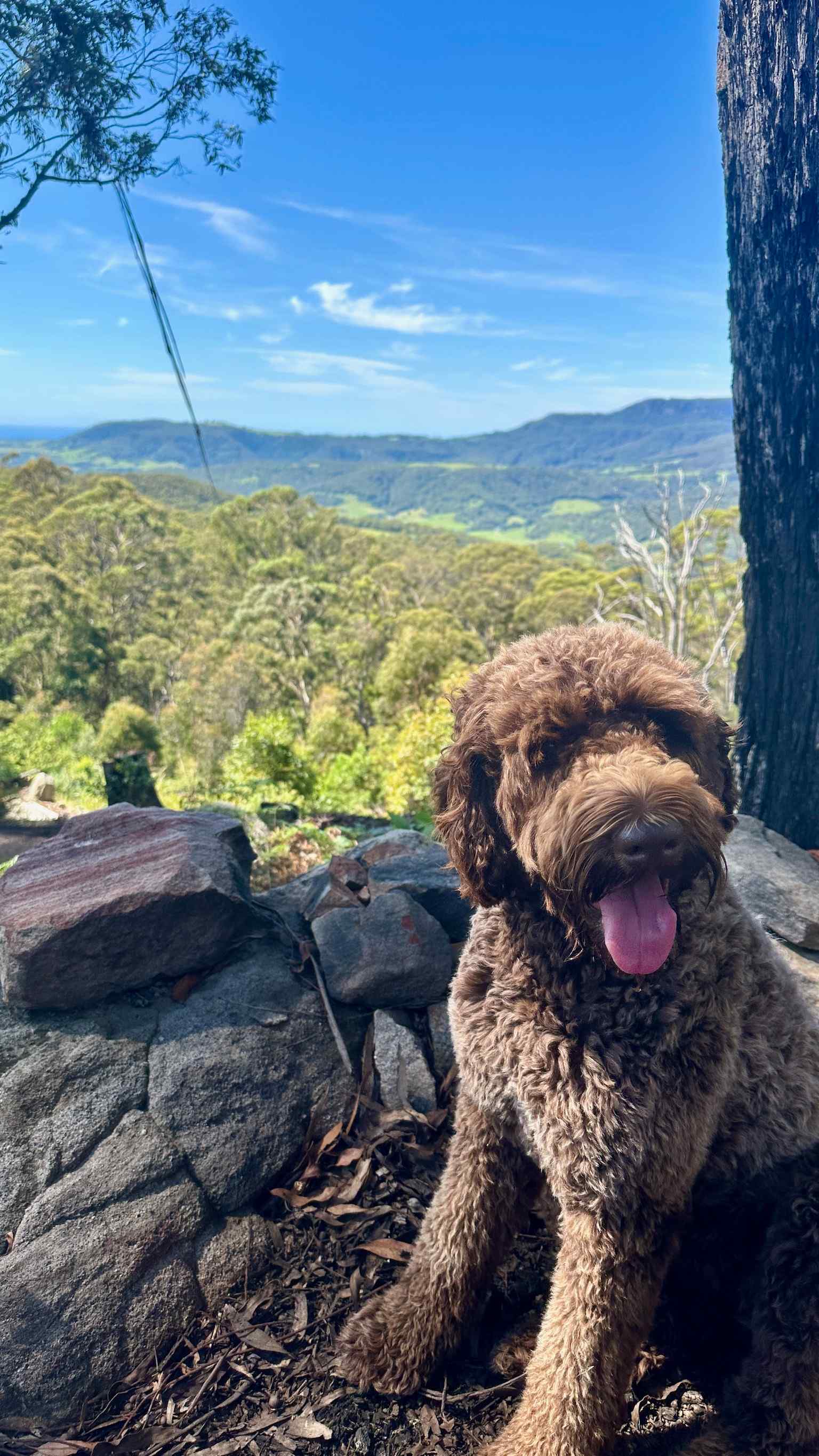 The best dog-friendly campgrounds in Jervis Bay