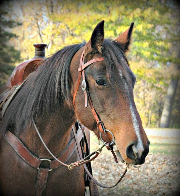 Roper American Mustang