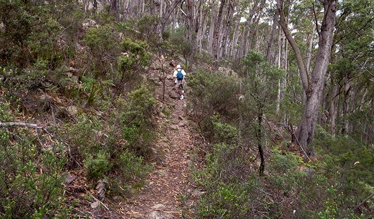 Mount Imlay National Park