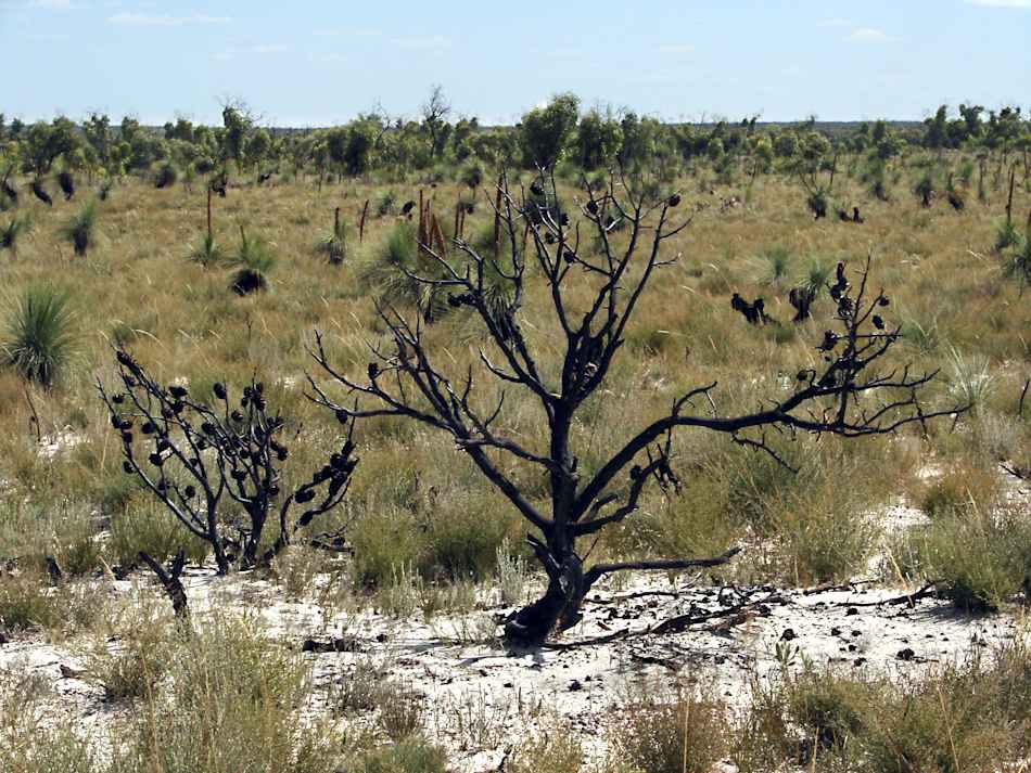 Little Desert National Park