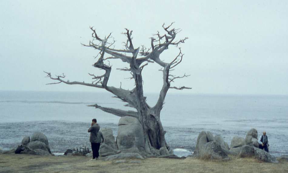 Ghost Tree