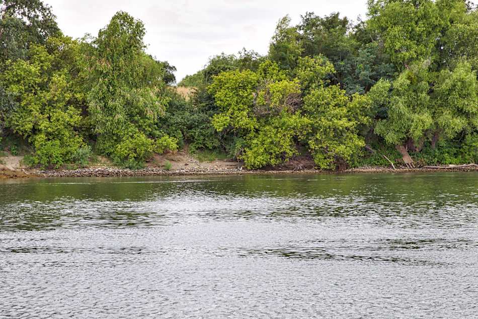Clifton Court Forebay