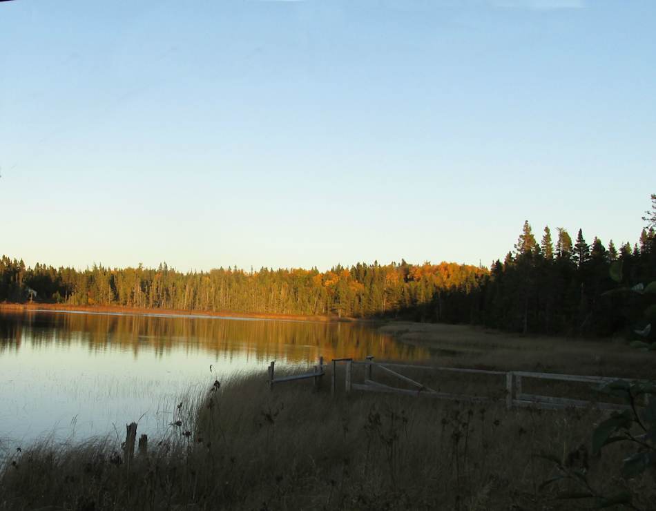 Overlooking the pond located on Farm, we have beavers, ducks, and wildlife present.