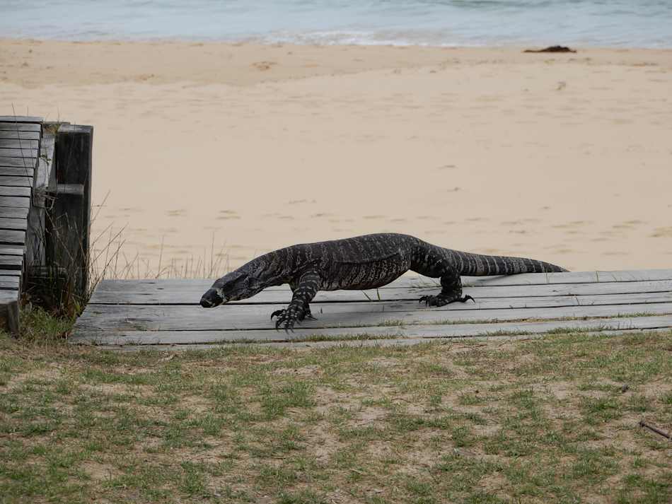 Gillards Beach
