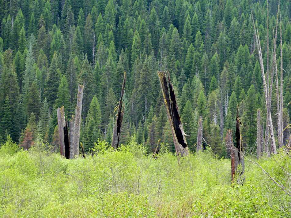 St. Joe Ranger District