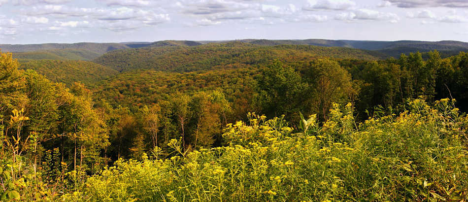 Susquehannock State Forest