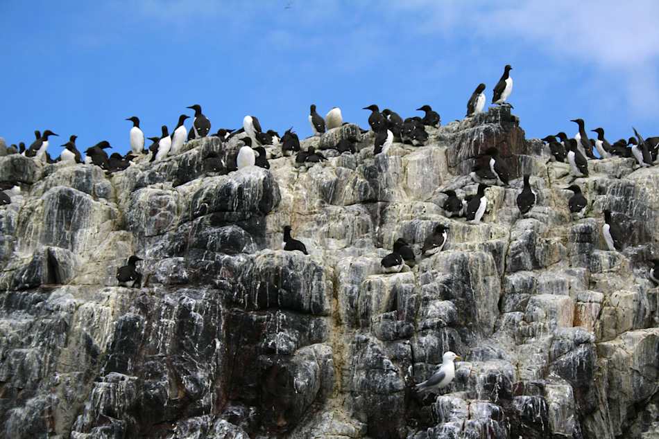 Farne Islands