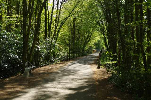 Plymbridge Woods