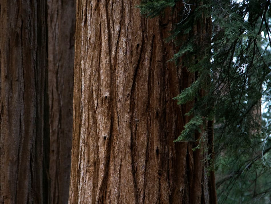 Cover photo for Kings Canyon National Park