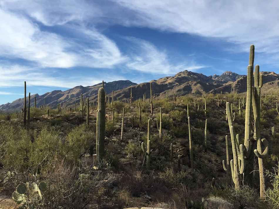 Saguaro National Park