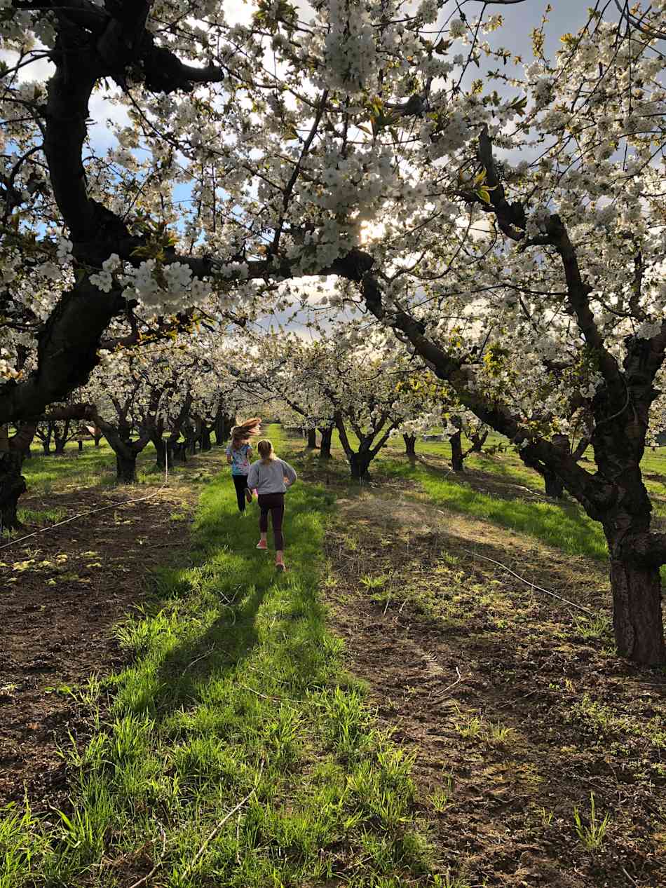 Spring is a beautiful time to camp within the blooming fruit trees!