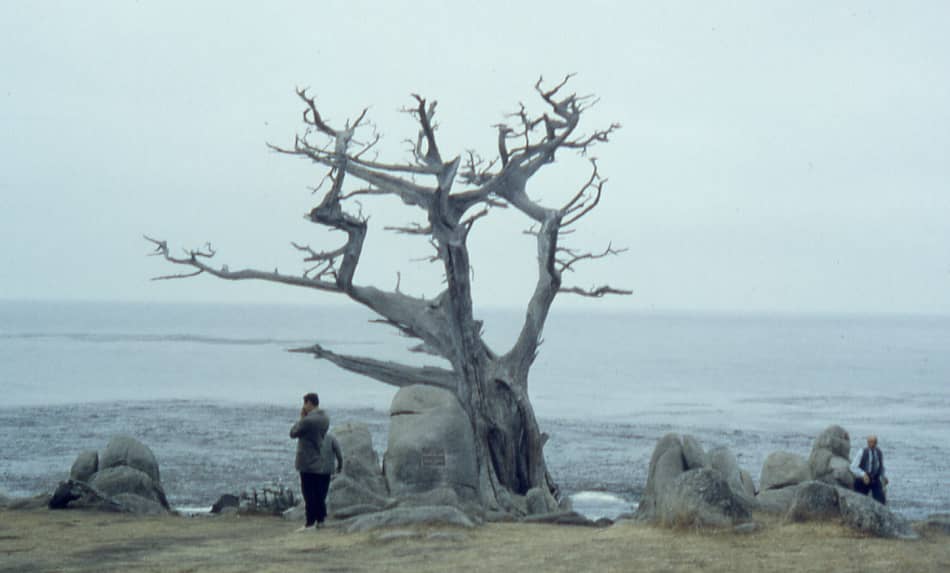Ghost Tree