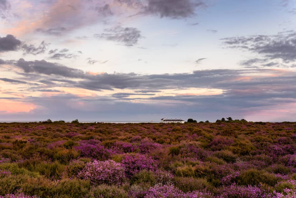 Dunwich Heath