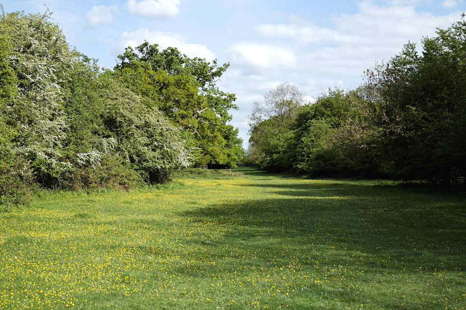 Hatfield Forest