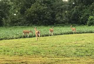 Ruff Neck Campsite