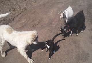 Double J Ranch Horse/Hobby Farm