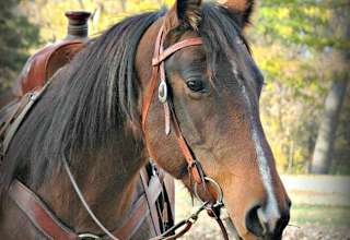 Branded 5 Stable & Kennel LLC