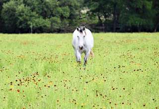HomeAway Ranch & Wildlife Preserve