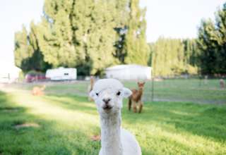Windbreak Farm Alpacas