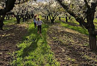 Hidden Acres Orchards