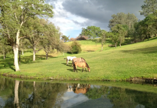 Raven Bear Ranch