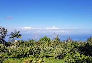 Ohia Hale