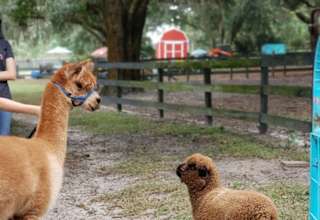 Home of Many Miniature Animals