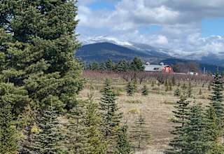 JIM’s TREE FARM, IN GREEN BLUFF