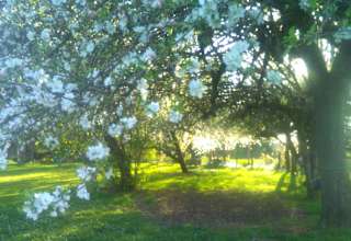 Elijah Park & Farm