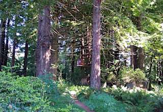 Redwood Retreat
