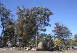 Camping near Stanthorpe QLD