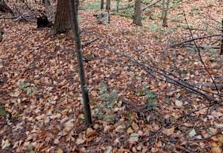 Fish house campsites
