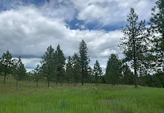 Shady pines campsite