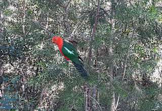 Dharawal Camp