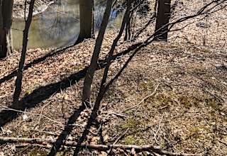 Barrel Run Creek