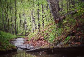 Fern Brook Nashville